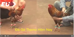 ga-da-thomo-hom-nay-2