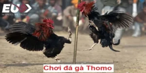 ga-thomo-truc-tiep-ngay-hom-nay-2